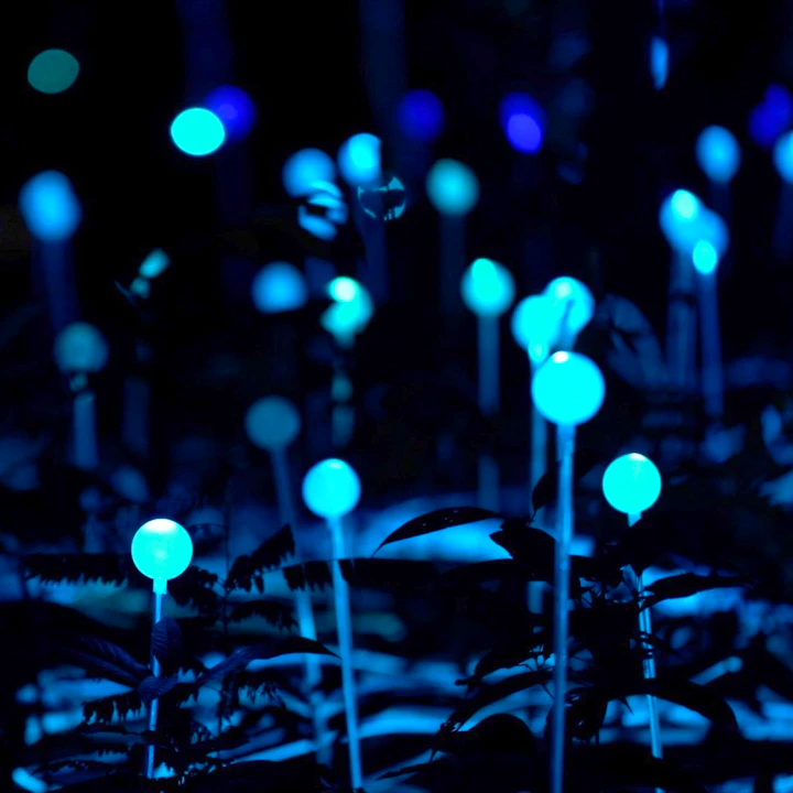 Dream Forest Langkawi Ticket Discount